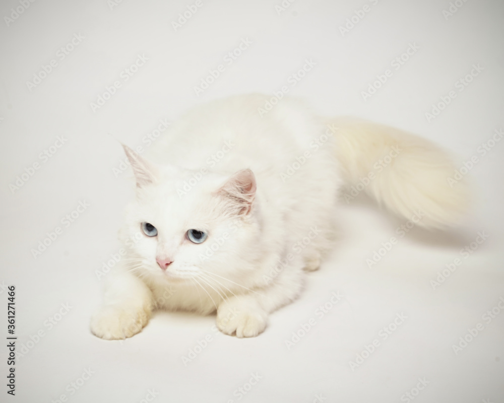 Persian cat who was turning his head, as if he saw something strange. This cat smells an attention-grabbing scent to hunt it. a very serious cat expression. Persian cat who was turning his head, as if he saw something strange. This cat smells an attention-grabbing scent to hunt it. a very serious cat expression.