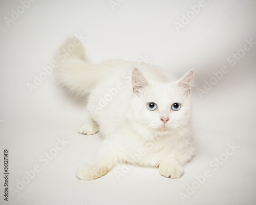 the expression of the persian cat being lazy to stand and move. © AndhikaRaya
