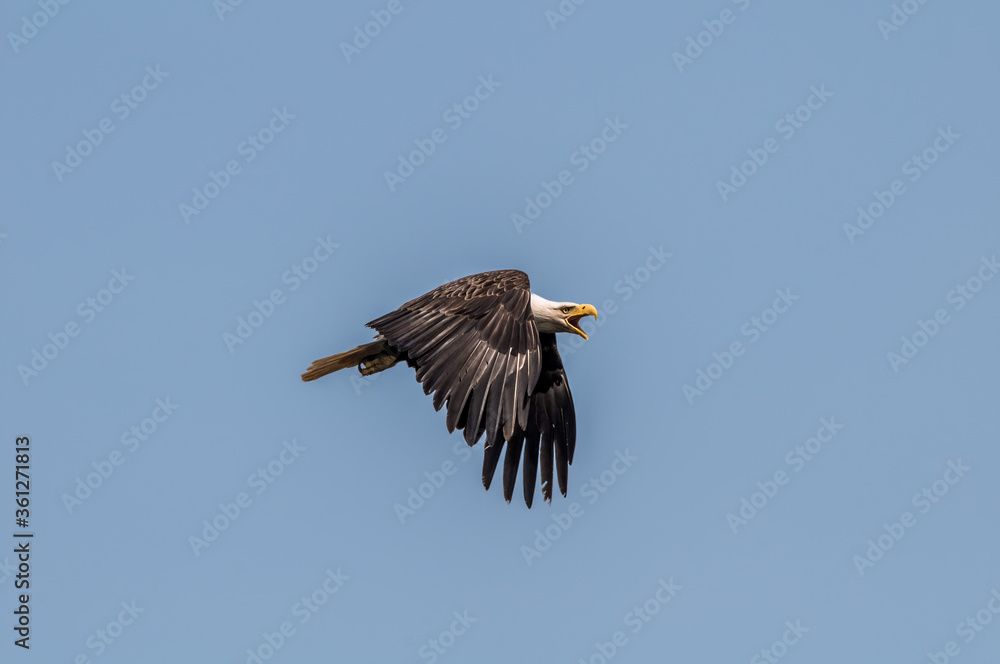 Bald Eagle (Haliaeetus leucocephalus) at Chowiet Island, Semidi Islands, Alaska, USA Bald Eagle (Haliaeetus leucocephalus) at Chowiet Island, Semidi Islands, Alaska, USA