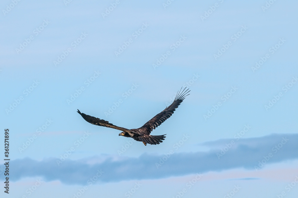 Bald Eagle (Haliaeetus leucocephalus) at Chowiet Island, Semidi Islands, Alaska, USA