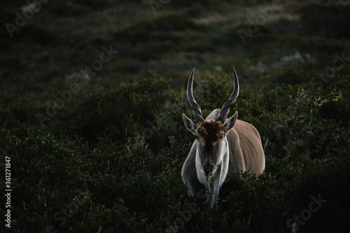 Common eland photo