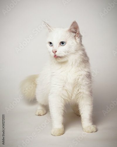 Persian cat is licking. Persian cat sticks out its tongue like a human. the cat seemed to be greeting with its tongue sticking out. cat expression is funny, like mocking.