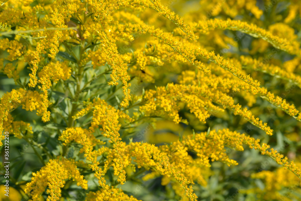 Close up picture of small yellow flowers on the bush, as wallpaper with bright shade. Background of wild herbs with yellow shade and green leaves. Macro photography. Close up picture of small yellow flowers on the bush, as wallpaper with bright shade. Background of wild herbs with yellow shade and green leaves. Macro photography.