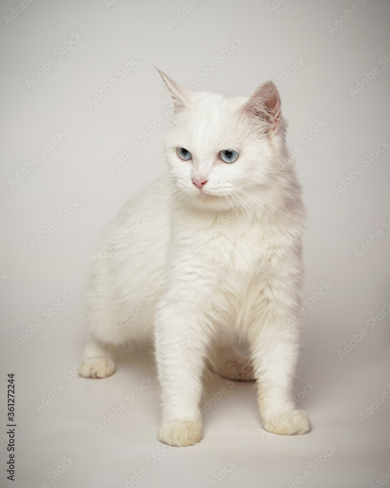 Persian cat who was turning his head, as if he saw something strange. This cat smells an attention-grabbing scent to hunt it. a very serious cat expression.