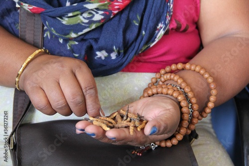 Yartsa gunbu fungus caterpillars, an aphrodisiac from Nepal photo