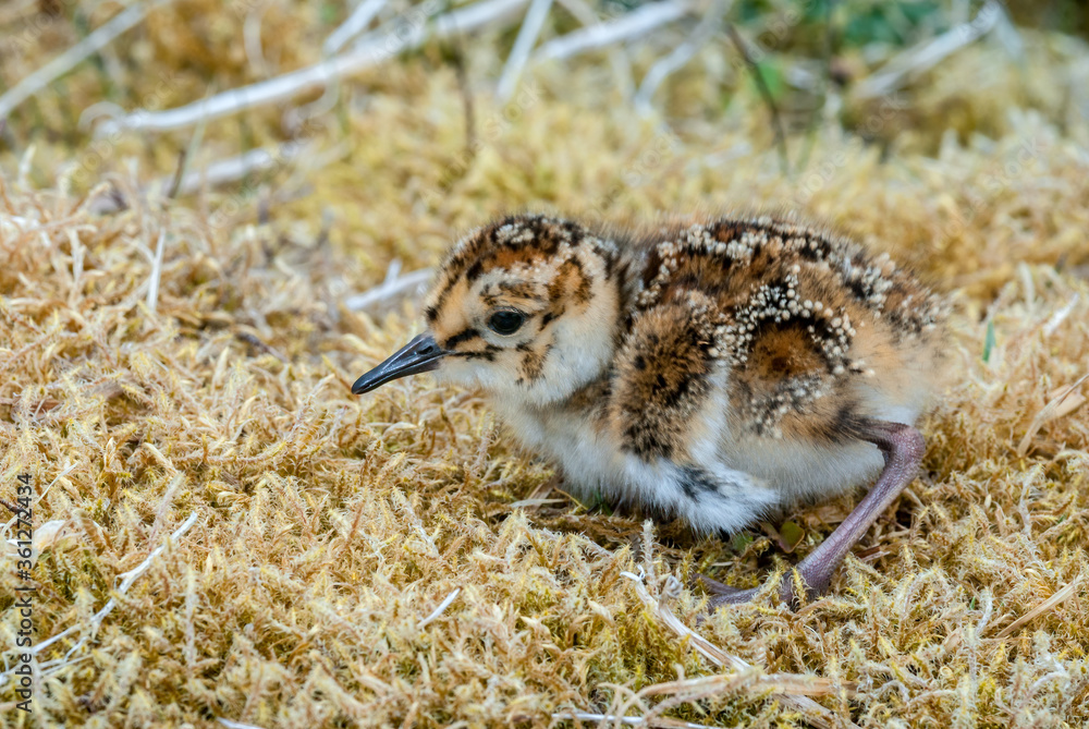 Obraz premium Берингийский песочник (Calidris ptilocnemis) Rock Sandpiper