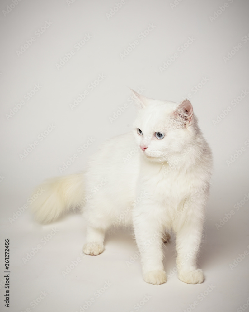 Persian cat who was turning his head, as if he saw something strange. This cat smells an attention-grabbing scent to hunt it. a very serious cat expression. Persian cat who was turning his head, as if he saw something strange. This cat smells an attention-grabbing scent to hunt it. a very serious cat expression.