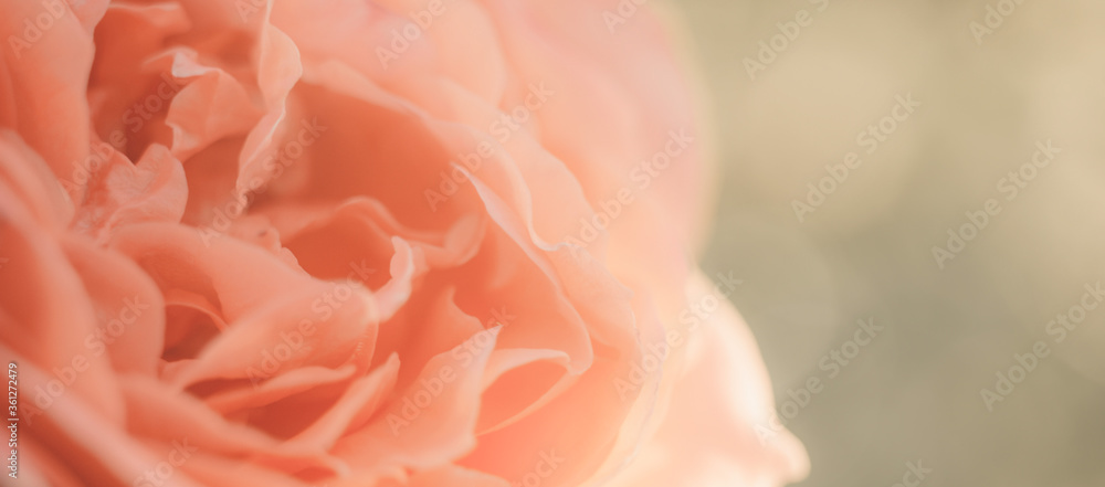 Orange rose flower open bud close up