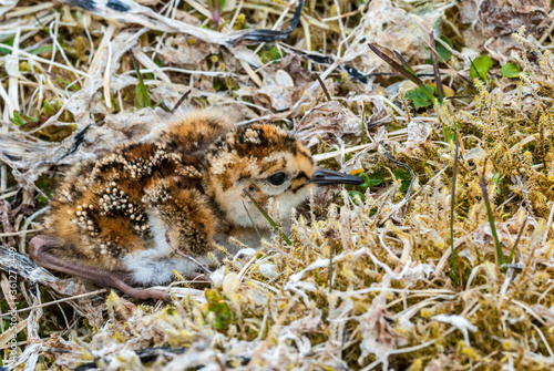 Берингийский песочник (Calidris ptilocnemis) Rock Sandpiper photo