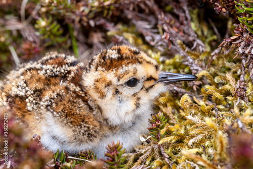 Берингийский песочник (Calidris ptilocnemis) Rock Sandpiper photo