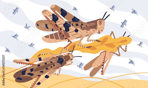 Invasion pest of rice seed vector illustration. Large herbivorous insects attack on field or meadow. Swarm of locusts on agricultural plants. Grasshoppers parasite natural devastation of herb