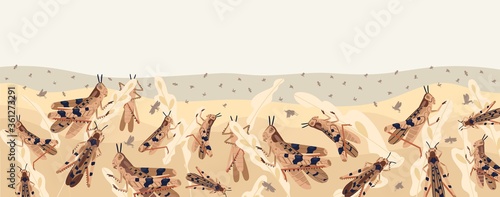 Colorful locusts attacking plants field horizontal background. Swarm of Insects threatening food security vector illustration. Large grasshoppers parasite on ripe seasonal seed head isolated on white