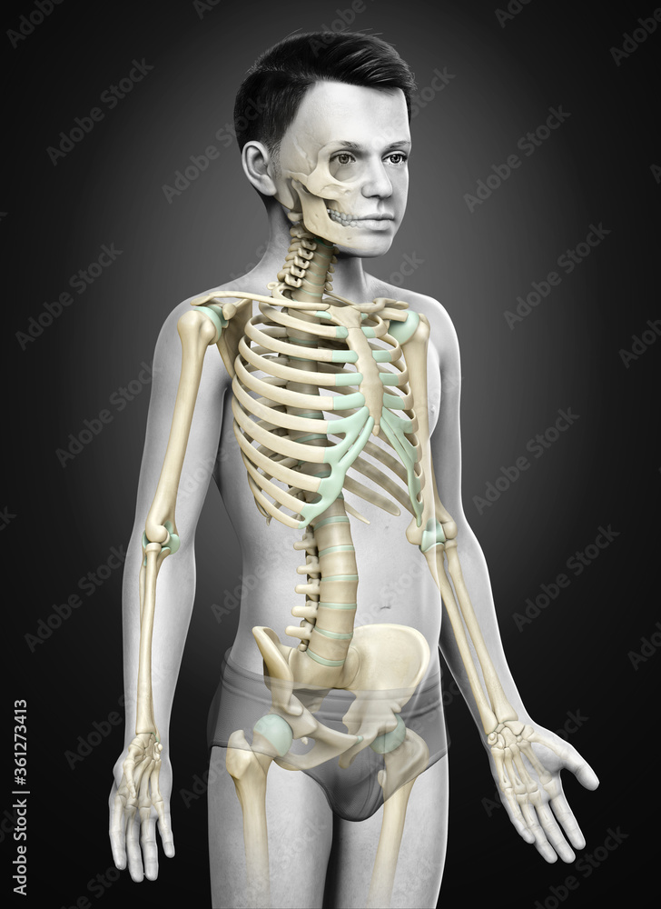 3d rendered, medically accurate illustration of a young boy skeleton system