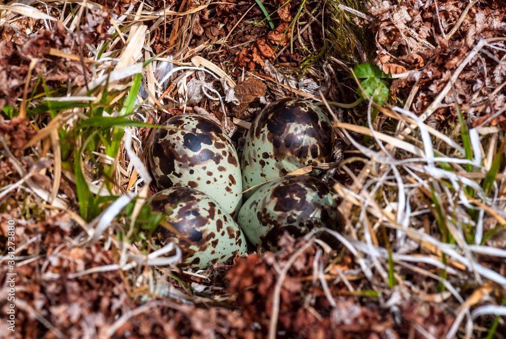 Eggs of Rock Sandpiper (Calidris ptilocnemis) at nest in St. George Island, Pribilof Islands, Alaska, USA Eggs of Rock Sandpiper (Calidris ptilocnemis) at nest in St. George Island, Pribilof Islands, Alaska, USA
