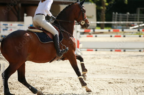 Show jumping horse with rider in close-up, galloping attentively to the jump..