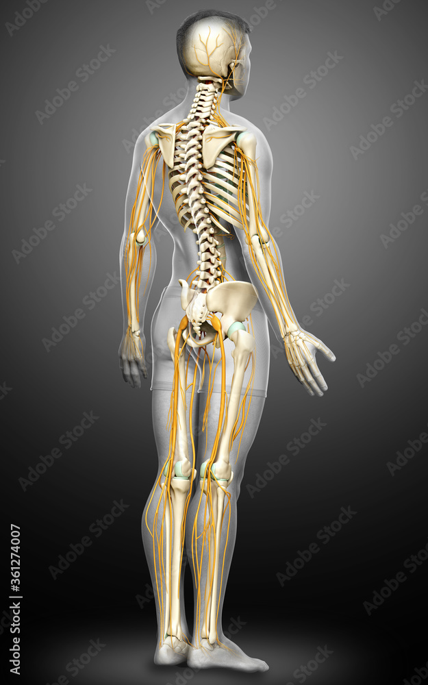 3d rendered medically accurate illustration of the nervous system and skeleton system 3d rendered medically accurate illustration of the nervous system and skeleton system