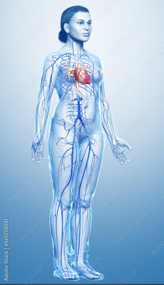 3d rendered medically accurate illustration of a female Veins anatomy 3d rendered medically accurate illustration of a female Veins anatomy