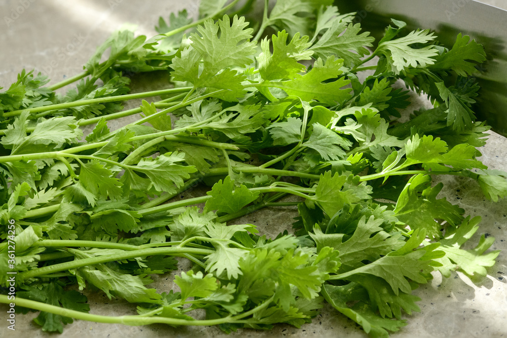Cilantro leaves on a concrete kitchen worktop prepared to cut Cilantro leaves on a concrete kitchen worktop prepared to cut