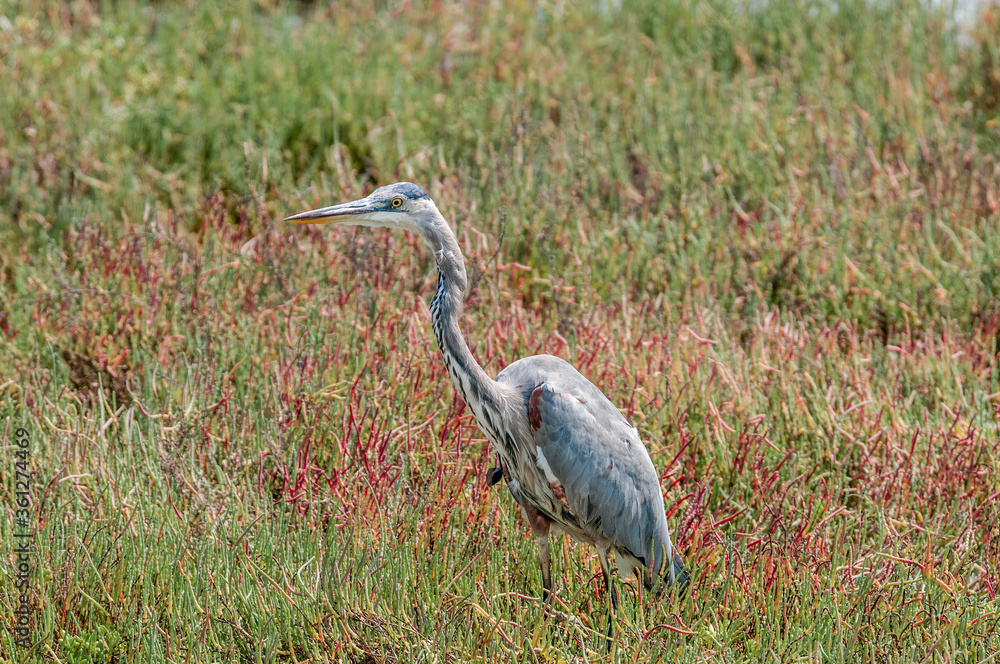 Great Blue Heron (Ardea herodias) in Malibu lagoon, California, USA Great Blue Heron (Ardea herodias) in Malibu lagoon, California, USA
