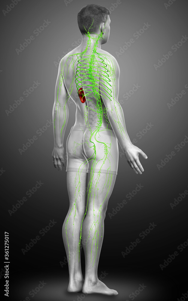 3d rendered medically accurate illustration of a male lymphatic system 3d rendered medically accurate illustration of a male lymphatic system