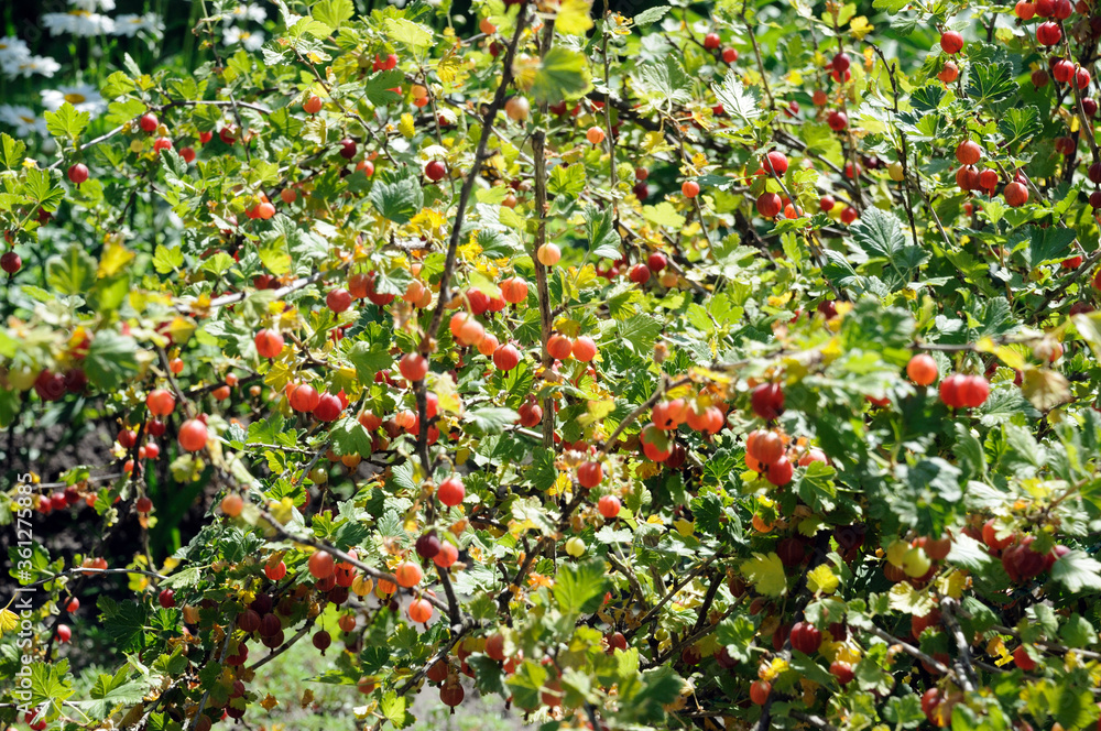 red gooseberry bush with green leaves and densely covered with ripe gooseberries red gooseberry bush with green leaves and densely covered with ripe gooseberries