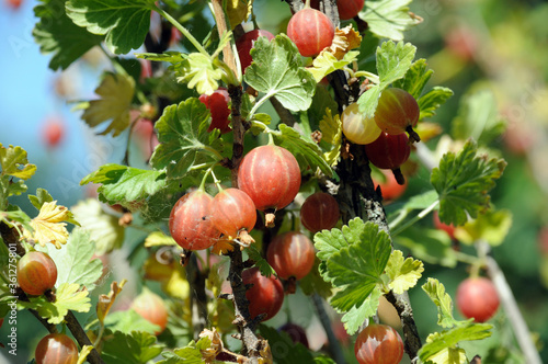 ripe red gooseberries on a bush in a summer garden