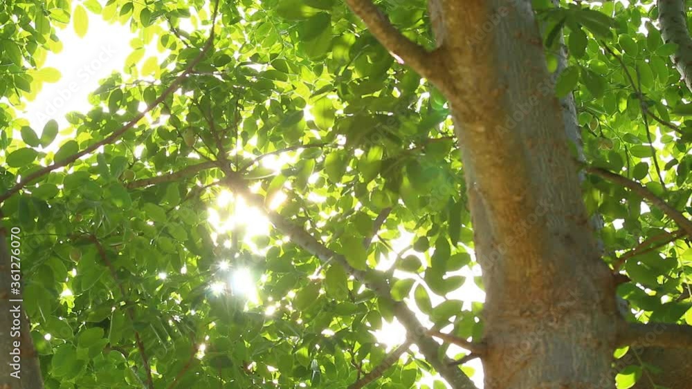 Leaves of tree with sunlight , Chiangmai Thailand Leaves of tree with sunlight , Chiangmai Thailand