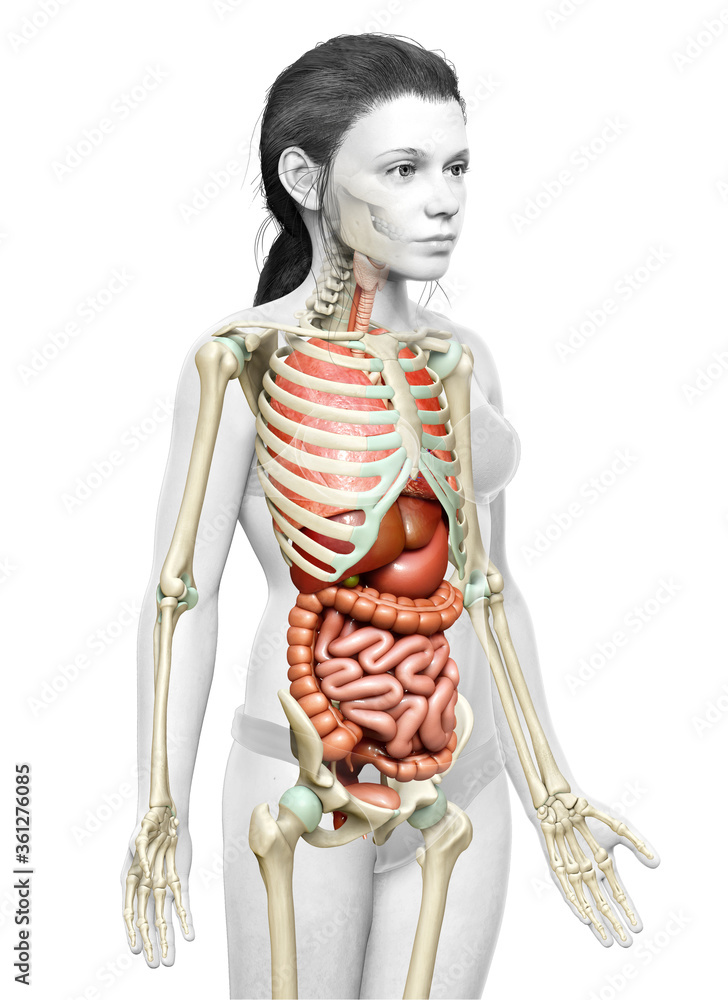 3d rendered medically accurate illustration of girl Internal organs and skeleton system 3d rendered medically accurate illustration of girl Internal organs and skeleton system