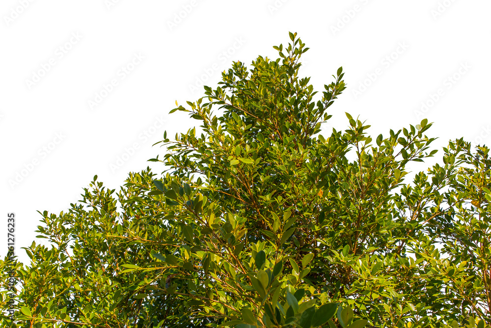 Nature green leaves isolated white background Nature green leaves isolated white background