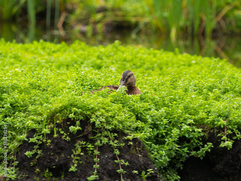 Obraz premium Canard dans la verdure