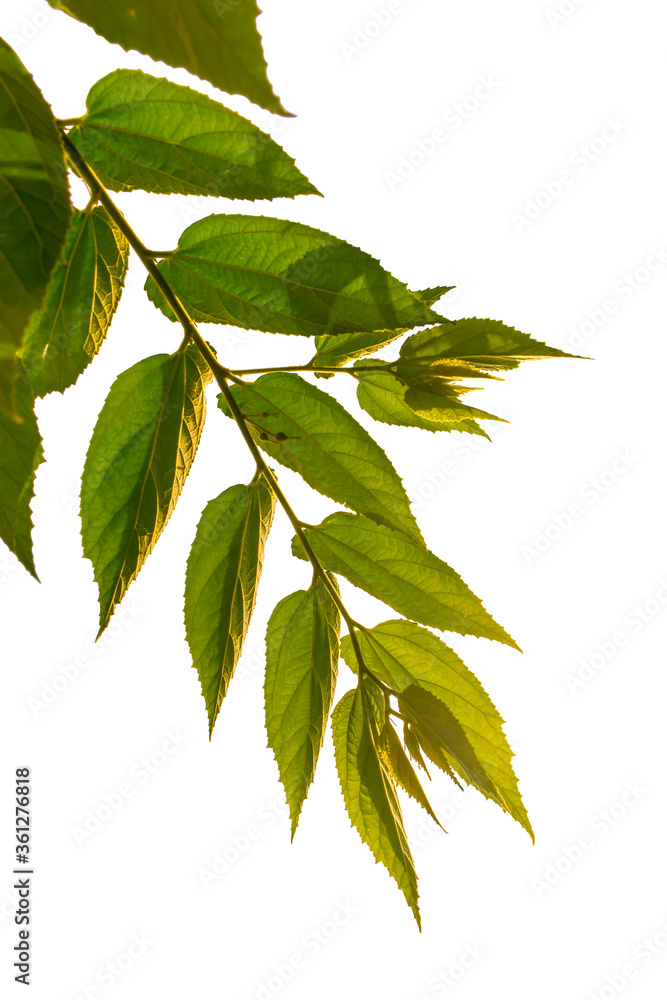 Nature green leaves isolated white background Nature green leaves isolated white background