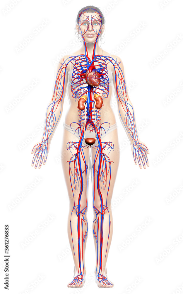 3d rendered, medically accurate illustration of the female kidneys and circulatory system 3d rendered, medically accurate illustration of the female kidneys and circulatory system