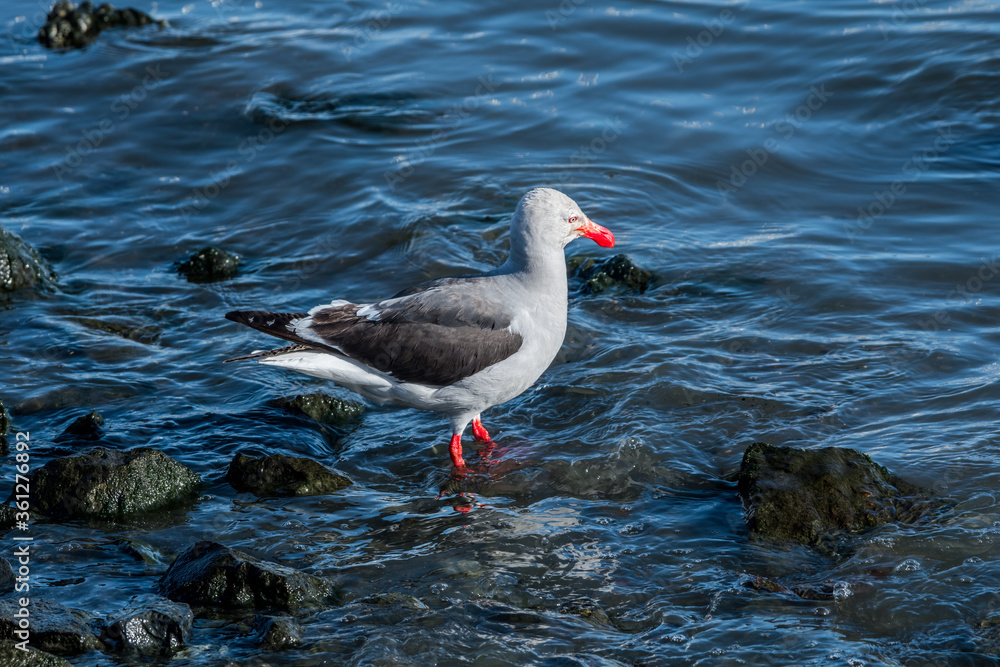 Dolphin Gull (Leucophaeus scoresbii) in Ushuaia area, Land of Fire (Tierra del Fuego), Argentina Dolphin Gull (Leucophaeus scoresbii) in Ushuaia area, Land of Fire (Tierra del Fuego), Argentina