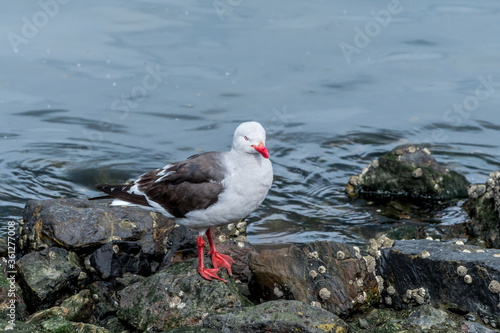 Dolphin Gull (Leucophaeus scoresbii) in Ushuaia area, Land of Fire (Tierra del Fuego), Argentina photo