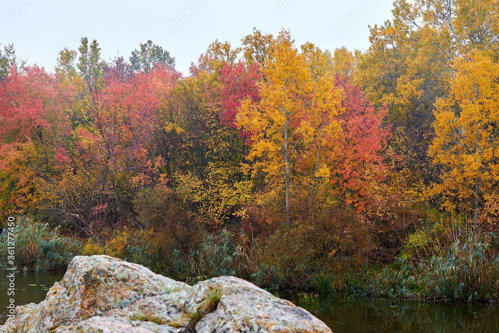 Autumn countryside landscape with red, yellow, green autumn trees on the river bank on a early foggy morning