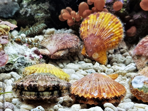 The beautiful scallops  in marine aquarium. Mimachlamys senatoria is a genus of marine bivalve molluscs in the family Pectinidae. 