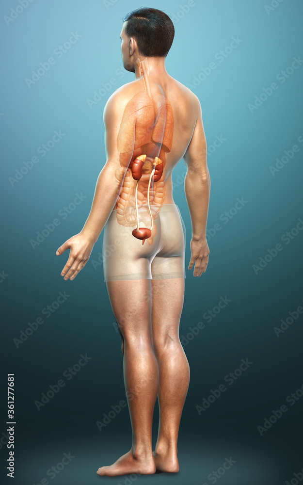 3d rendered, medically accurate illustration of the kidneys 3d rendered, medically accurate illustration of the kidneys