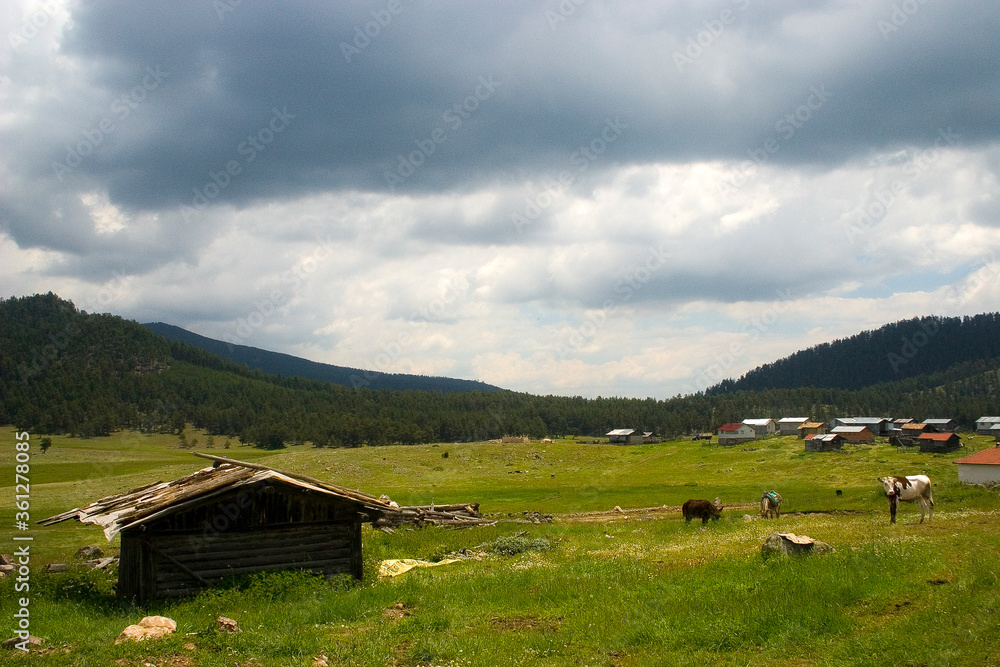 mountain landscape with cows and houses mountain landscape with cows and houses