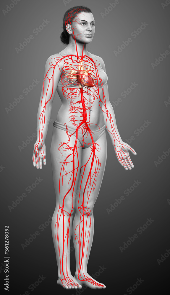 3d rendered medically accurate illustration of Female arteries 3d rendered medically accurate illustration of Female arteries