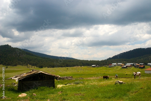mountain landscape with cows and houses