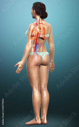 3d rendered, medically accurate illustration of a female lung anatomy