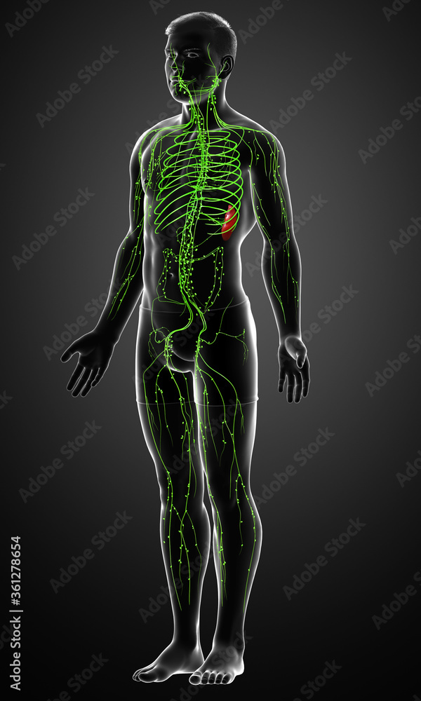 3d rendered medically accurate illustration of a male lymphatic system 3d rendered medically accurate illustration of a male lymphatic system