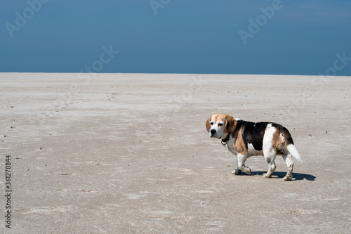 nine year old beagle on the huge beach in St. Peter Ording