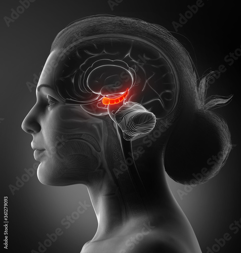 3d rendering medical illustration of Brain HYPPOCAMPUS anatomy - cross section photo