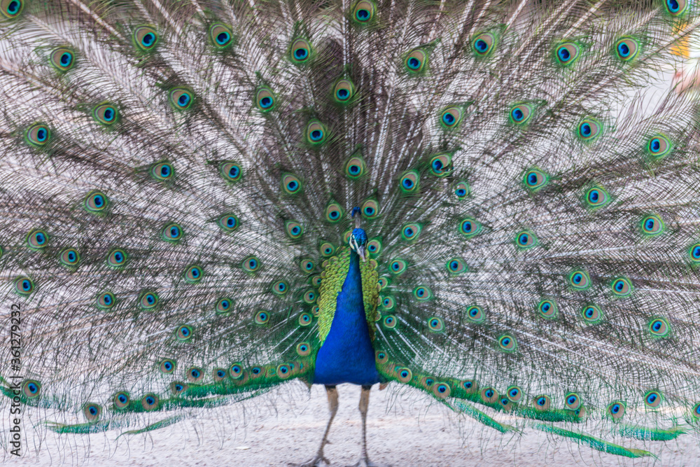 Obraz premium Beautiful blue peacock with its opened tail