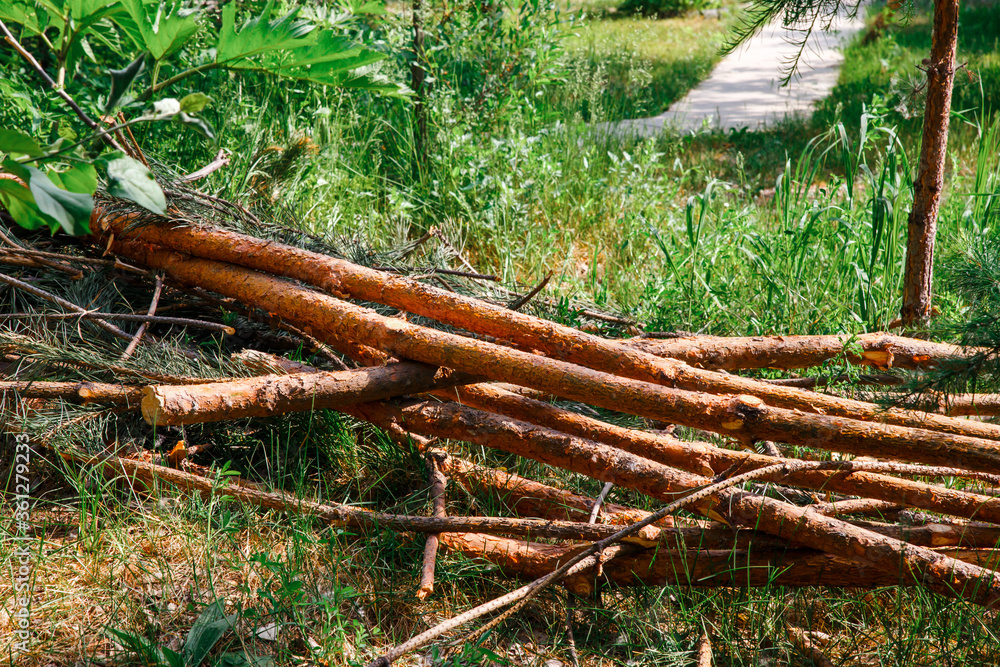 Tree branches, brushwood. The remains of branches of felled coniferous trees lie in the forest. Tree branches, brushwood. The remains of branches of felled coniferous trees lie in the forest.