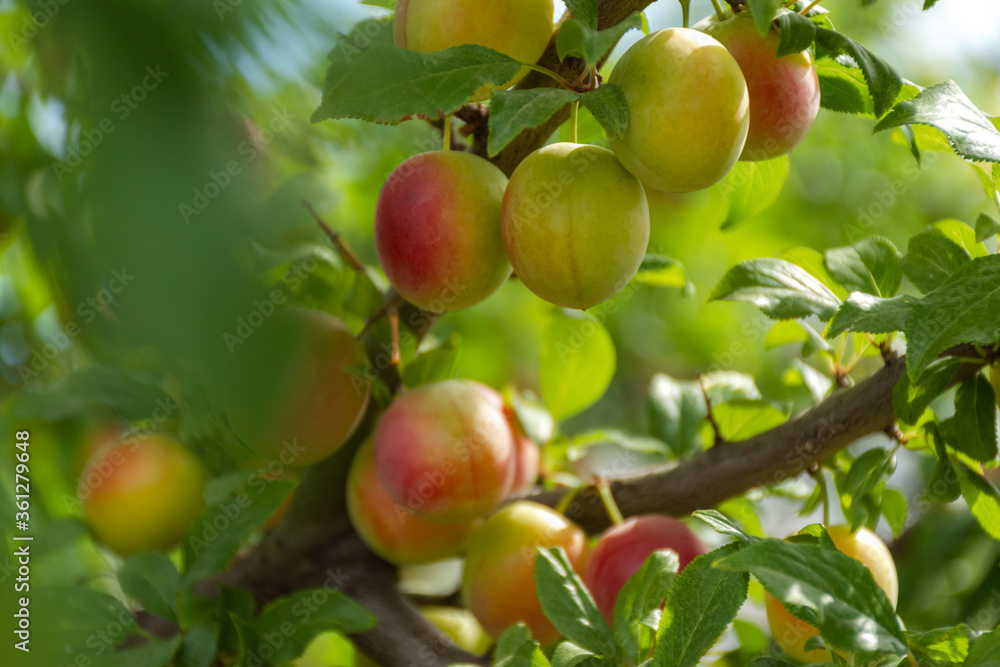 Ripe cherry plum on a branch. Red-yellow plum fruit. Orchard. The maturation of the fruit. Summer fruit on a soft blurry background. Red and green shades. Vitamins. Selective focus