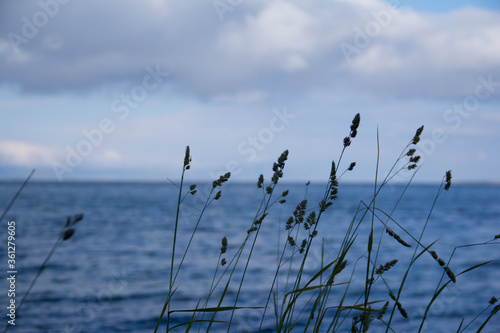 
Grass spikelets on a background of the sea