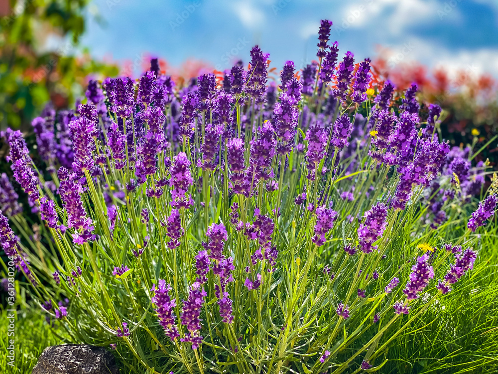 Obraz premium Lavande en fleurs dans un jardin en été sous un ciel bleu