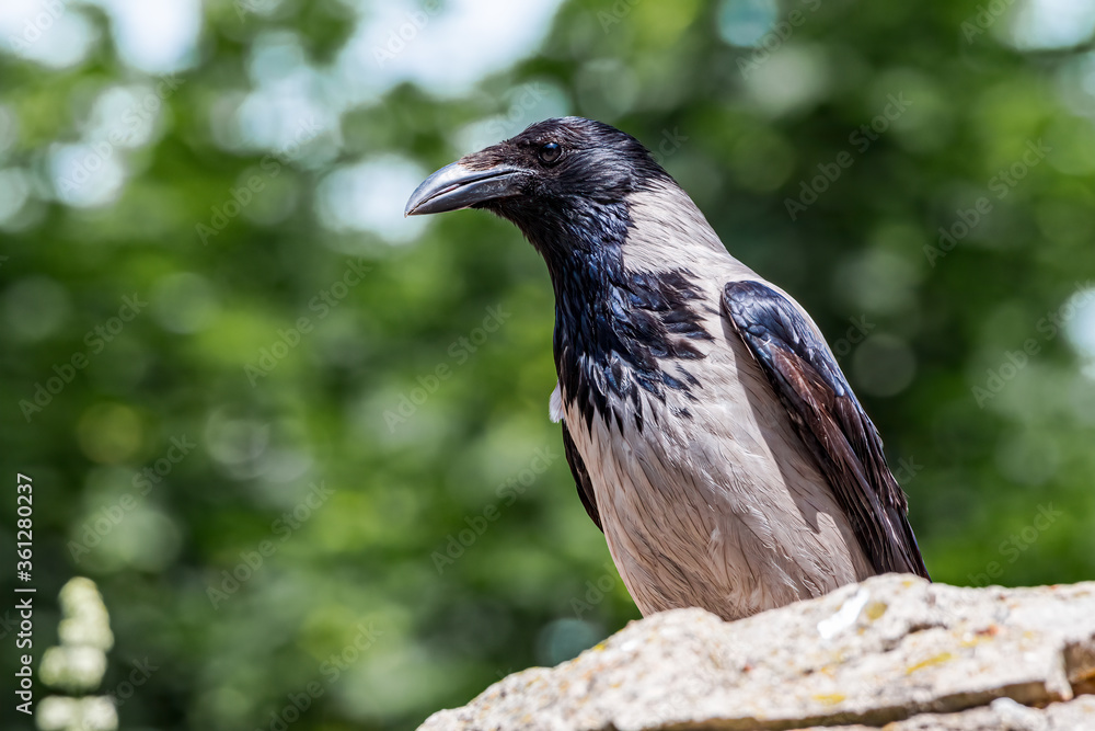 Fototapeta premium Hooded Crow (Corvus cornix) in park, Central Russia